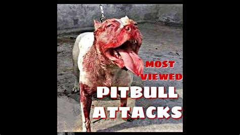 angry pitbull|why do pitbulls randomly attack.